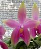 Phal. Sus Bellicosa Pink